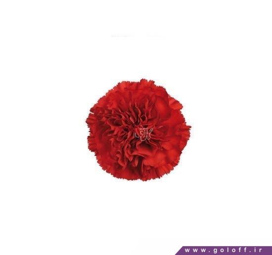 سفارش گل آنلاین - گل میخک اِبرو -| Carnation  گل آف